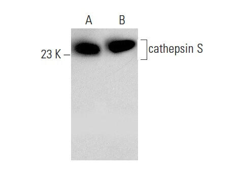 まとめ出し cathepsin S Antibody (E-3) | SCBT - Santa Cruz Biotechnology