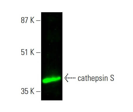 cathepsin S Antibody (E-3) | SCBT - Santa Cruz Biotechnology