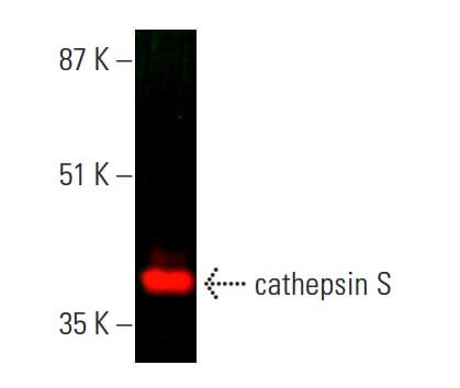 cathepsin S Antibody (E-3) | SCBT - Santa Cruz Biotechnology