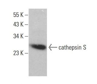 Anti-cathepsin S Antibody (E-3) | SCBT - Santa Cruz Biotechnology