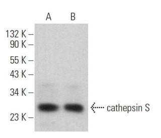 cathepsin S Antibody (G-5) - Western Blotting - Image 379386 