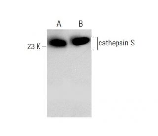 western blotting image from recommended cathepsin S (E-3) monoclonal antibody replacement. Image 135499