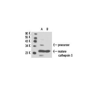 cathepsin S Antibody (G-5) - Western Blotting - Image 15690