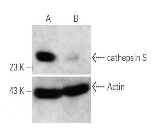 cathepsin S siRNA (m): sc-29941. Western blot analysis of cathepsin S expression in non-transfected control (A) and cathep 
