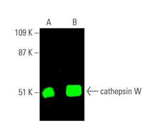 cathepsin W Antibody (1B1) - Western Blotting - Image 385473 