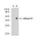 cathepsin W Antibody (6D238) - Western Blotting - Image 35175