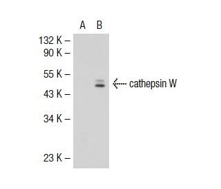 cathepsin W Antibody (BV39-2B) - Western Blotting - Image 35173