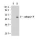 cathepsin W Antibody (BV39-2B) - Western Blotting - Image 35173