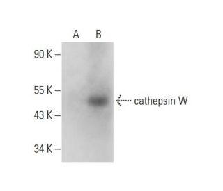 cathepsin W Antibody (E-9) - Western Blotting - Image 318574