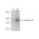 cathepsin W Antibody (E-9) - Western Blotting - Image 318574