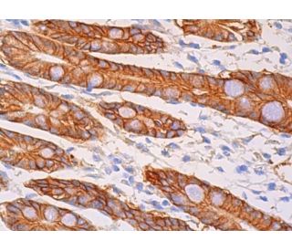 cathepsin Z Antibody (F-6) - Immunohistochemistry - Image 379122 