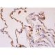 cathepsin Z Antibody (F-6) - Immunohistochemistry - Image 379121