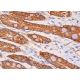 cathepsin Z Antibody (F-6) - Immunohistochemistry - Image 379122 