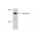 cathepsin Z Antibody (F-6) - Western Blotting - Image 289955 