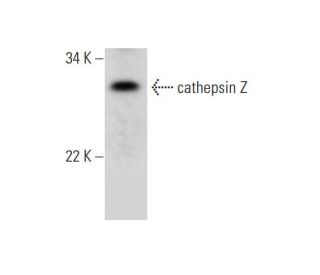 cathepsin Z Antibody (F-6) - Western Blotting - Image 289955SAM Transcription Activation: SAM system utilizing dCas9-VP64, MS2-P65-HSF1, and sgRNA for precise gene transcription activation.