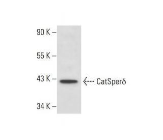 CatSper&delta; Antibody (A-7) - Western Blotting - Image 298014 