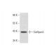 CatSperδ Antibody (A-7) - Western Blotting - Image 298014 