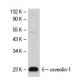 caveolin-1 Antibody (4H312) - Western Blotting - Image 17587 
