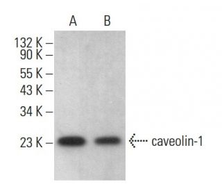 caveolin-1 Antibody (4H312) - Western Blotting - Image 377752 