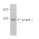 caveolin-1 Antibody (4H312) - Western Blotting - Image 381276