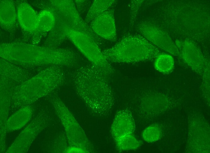 caveolin-1 Antibody (7C8)  SCBT - Santa Cruz Biotechnology