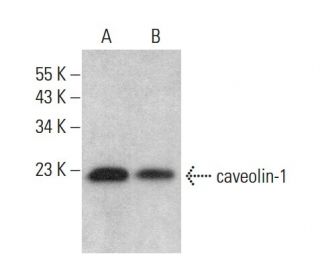 western blotting image from recommended caveolin-1 (7C8) monoclonal antibody replacement. Image 377751