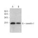 western blotting image from recommended caveolin-1 (7C8) monoclonal antibody replacement. Image 377751