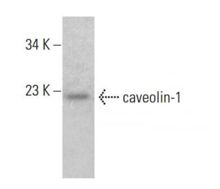 caveolin-1 Antibody (4H312) - Western Blotting - Image 381276