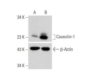 Caveolin-1 CRISPR Activation Plasmid (h): sc-400102-ACT. Western blot analysis... 
