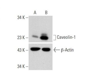 Caveolin-1 CRISPR Activation Plasmid (h): sc-400102-ACT. Western blot analysis of Caveolin-1 expression in non-transfected 