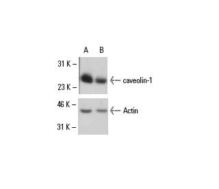 caveolin-1 siRNA (h): sc-29241. Western blot analysis of caveolin-1 expression in non-transfected control (A) and caveolin 