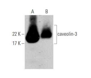 caveolin-3 Antibody (A-3) - Western Blotting - Image 372304 