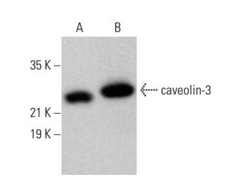 caveolin-3 Antibody (C-2) - Western Blotting - Image 377567 