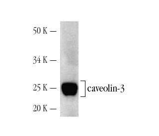 western blotting image from recommended caveolin-3 (A-3) monoclonal antibody replacement. Image 3178