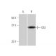 CB2/Cannabinoid Receptor 2/CNR2 Antibody (3C7) - Western Blotting - Image 347542 