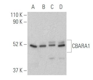 CBARA1/MICU1 Antibody (D-10) - Western Blotting - Image 400726 