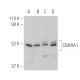CBARA1/MICU1 Antibody (D-10) - Western Blotting - Image 400726 