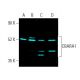 CBARA1/MICU1 Antibody (D-10) - Western Blotting - Image 401254