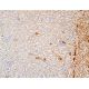 CBARP Antibody (A-11) - Immunohistochemistry - Image 411658