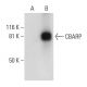 CBARP Antibody (A-11) - Western Blotting - Image 299170 