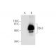 Cbl-3 Antibody (G-6) - Western Blotting - Image 289682