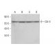 Cbl-3 Antibody (G-6) - Western Blotting - Image 378046 