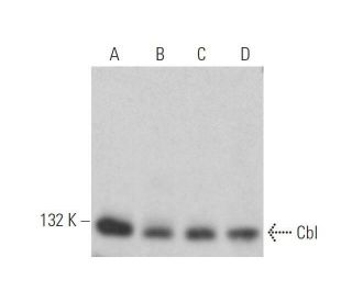 Cbl Antibody (A-9) - Western Blotting - Image 352751 