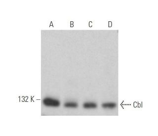 western blotting image from recommended Cbl (A-9) monoclonal antibody replacement. Image 352751
