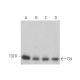 western blotting image from recommended Cbl (A-9) monoclonal antibody replacement. Image 352751
