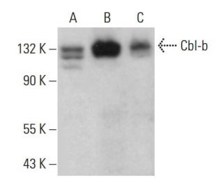 Cbl-b Antibody (B-5) - Western Blotting - Image 380938 