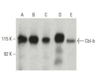 Cbl-b Antibody (G-1) - Western Blotting - Image 397521 