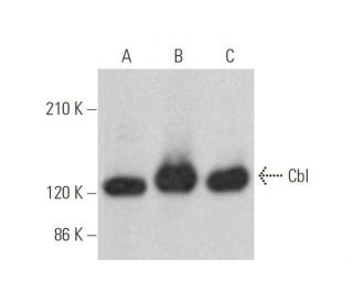 Cbl Antibody (G-12) - Western Blotting - Image 352758