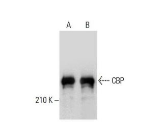 western blotting image from recommended CBP/KAT3A/CREBBP (C-1) monoclonal antibody replacement. Image 136668