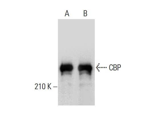 CBP Antibody (A-22) | SCBT - Santa Cruz Biotechnology